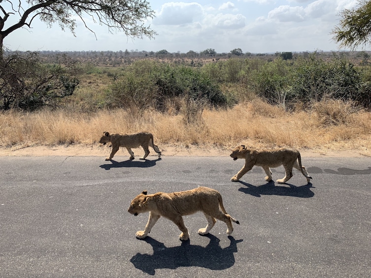 Show item 5 of 9. Open Vehicle Safaris Kruger National Park From Hazeyview