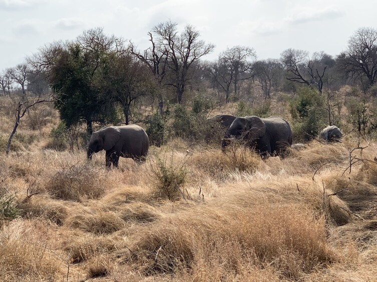 Show item 4 of 9. Open Vehicle Safaris Kruger National Park From Hazeyview