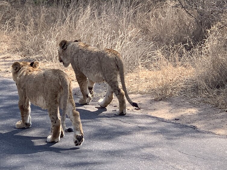 Show item 3 of 9. Open Vehicle Safaris Kruger National Park From Hazeyview