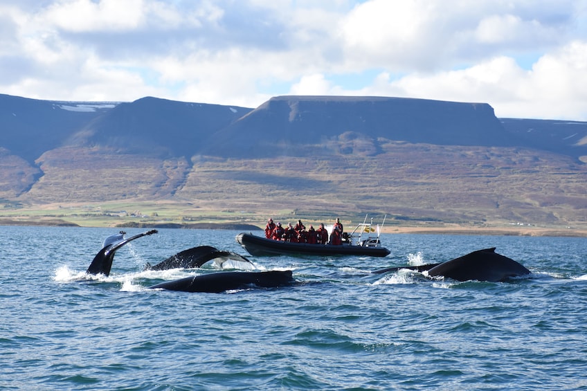 Express Whales, Eyjafjord & Akureyri