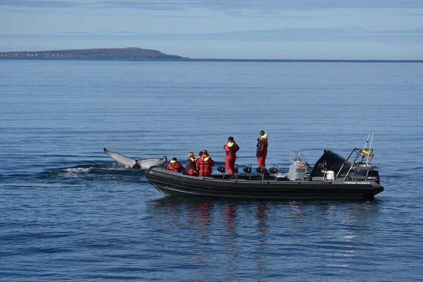 Express Whales, Eyjafjord & Akureyri