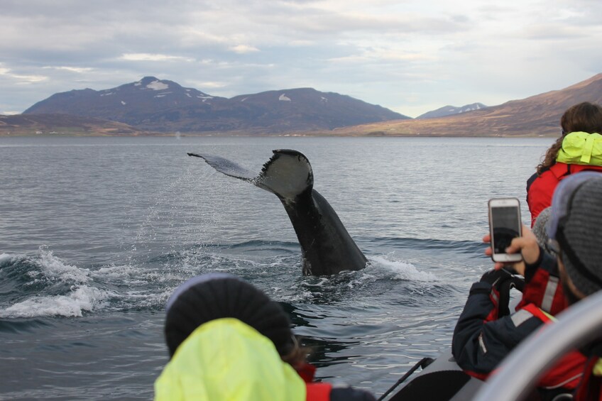 Express Whales, Eyjafjord & Akureyri