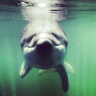 Snorkel With Dolphins