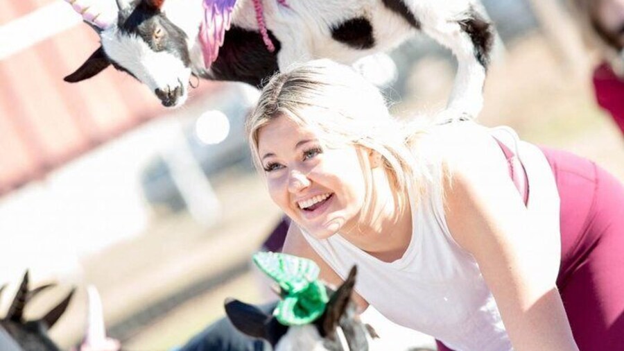 Goat and Alpaca Yoga in Arizona