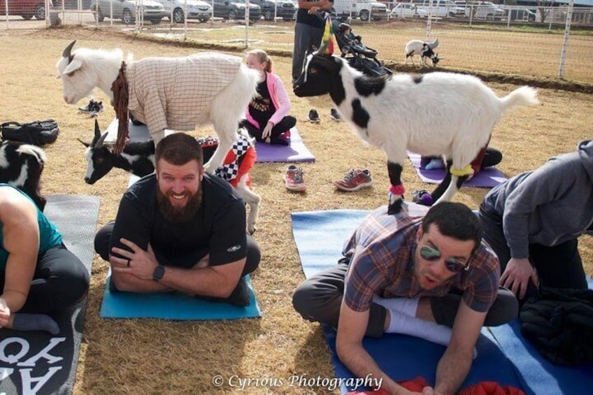Goat Yoga Adventure from Arizona