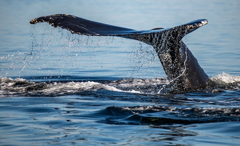 Tadoussac/Charlevoix: VIP Lounge Whale Watching Tour