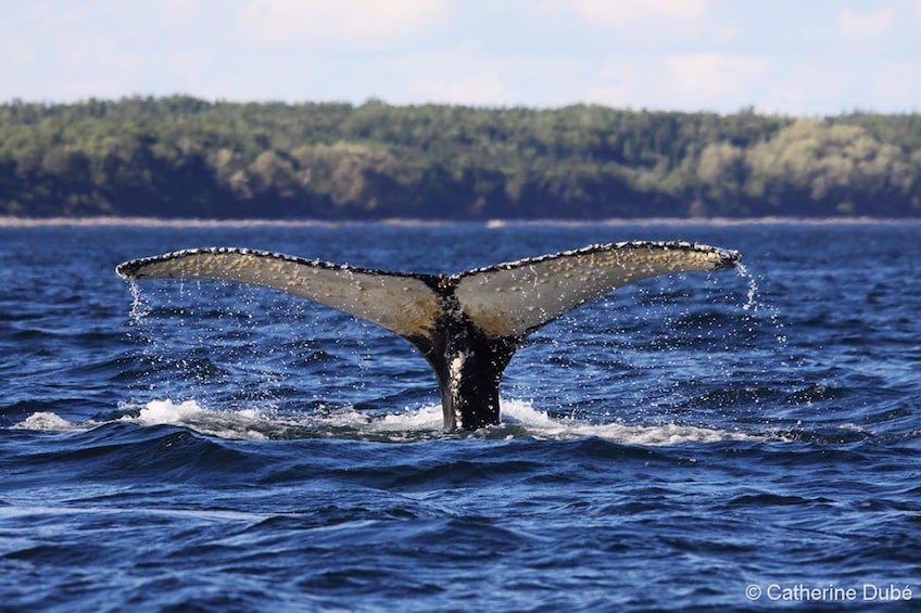 VIP Lounge Whale Watching Cruise