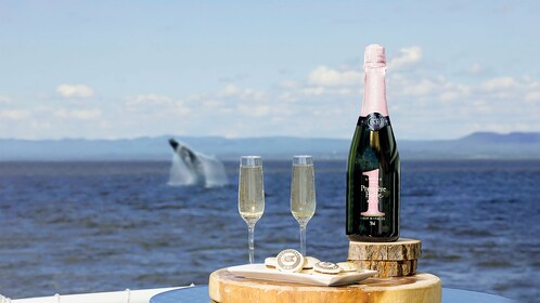 Tadoussac/Charlevoix: tour VIP de avistamiento de ballenas en la sala VIP