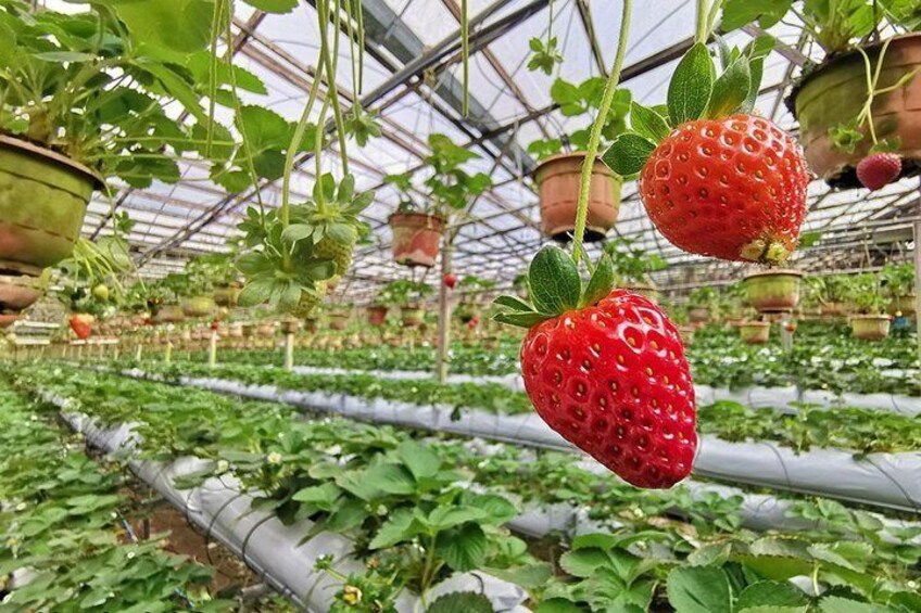 Big Red Strawberry Farm