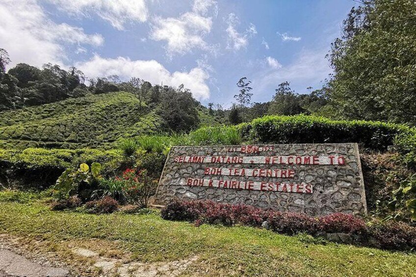 Boh Tea Plantation