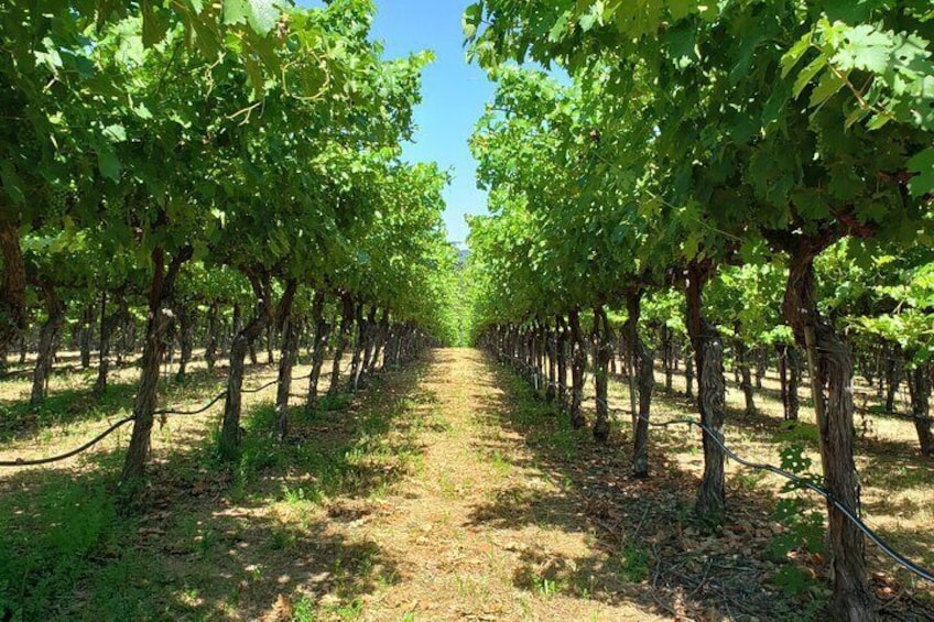 Explore Napa or Sonoma County Vineyards (Based on your reference) - 8 Hour Tour