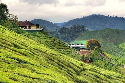 Cameron Highlands Full-Day Nature Tour