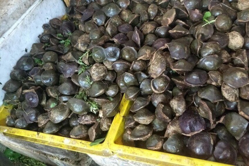 Market Visit & Garden-to-Table Cooking Class