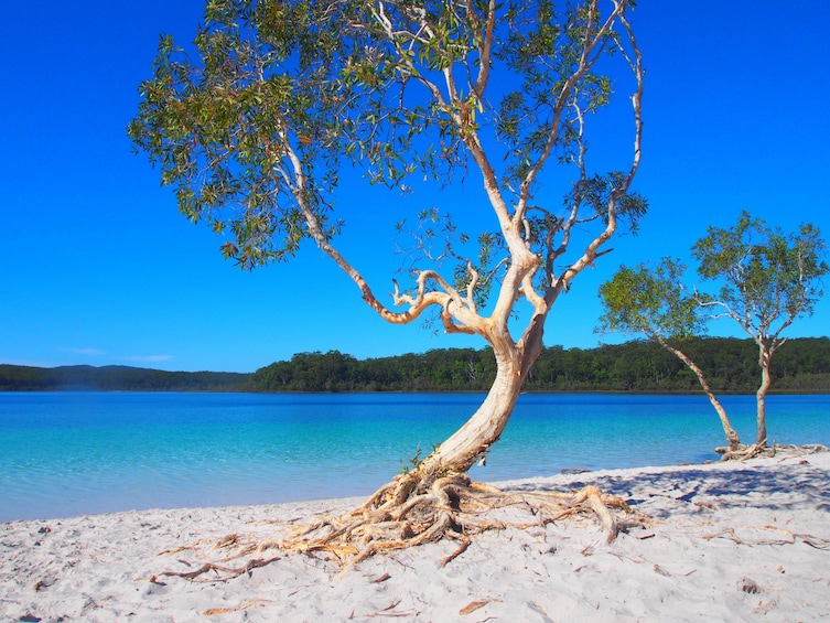 Show item 1 of 4. Fraser Island 4WD Warrior Day Tour departing Noosa