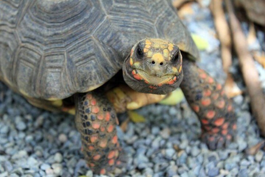 Red Footed Tortoise