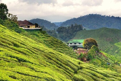 Cameron Highlands Full-Day Nature Tour