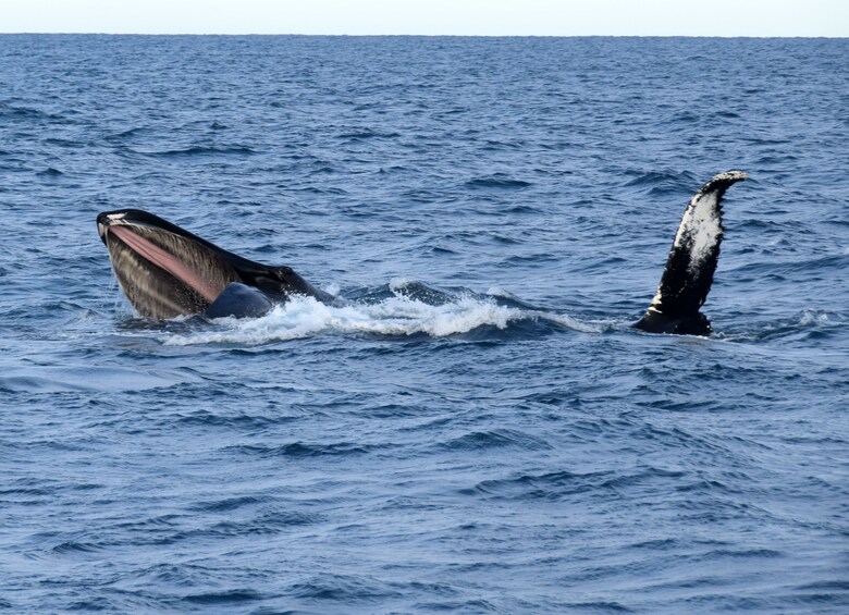 Whale Watching including Whales of Iceland admission