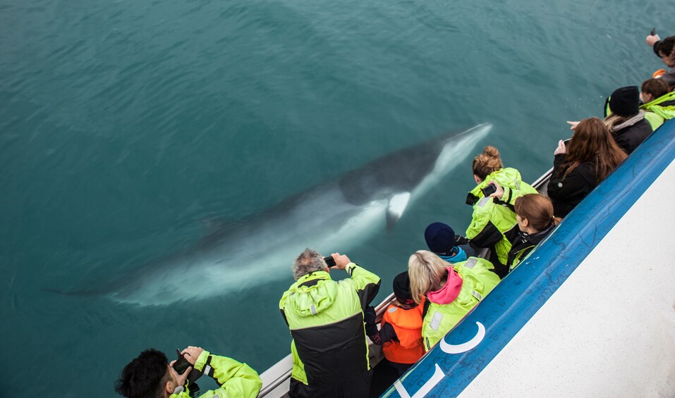 Whale Watching including Whales of Iceland admission