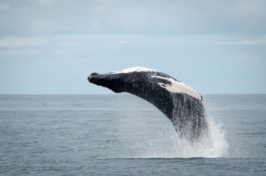 Whale Watching including Whales of Iceland admission