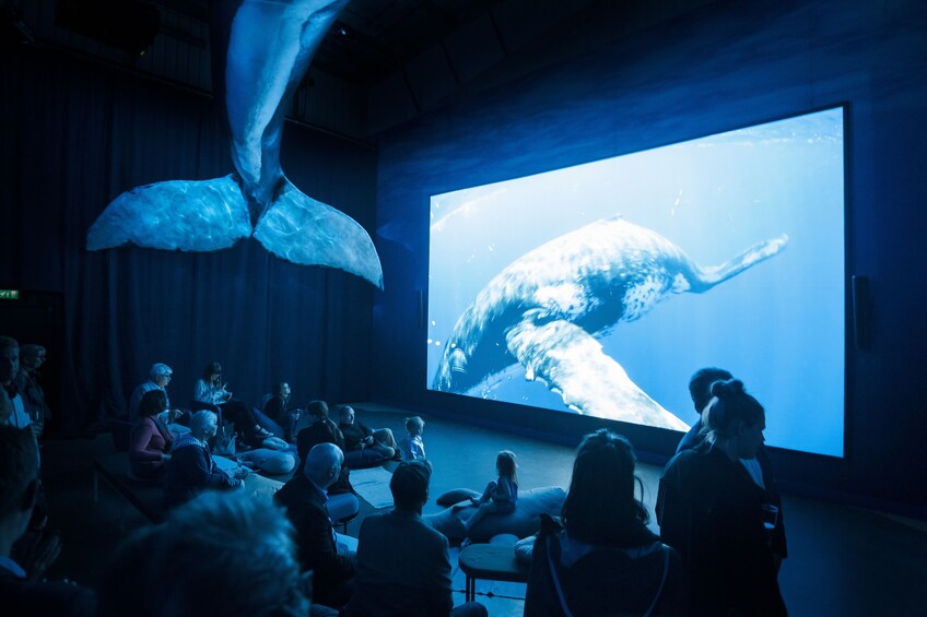 Whale Watching including Whales of Iceland admission