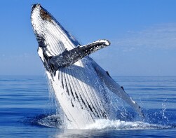 Whale Watching Tour