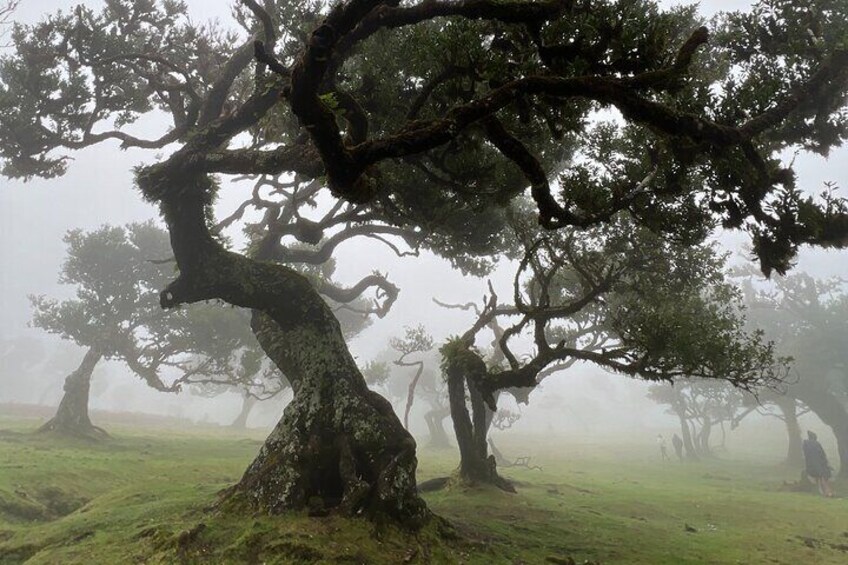 Fanal Forest.