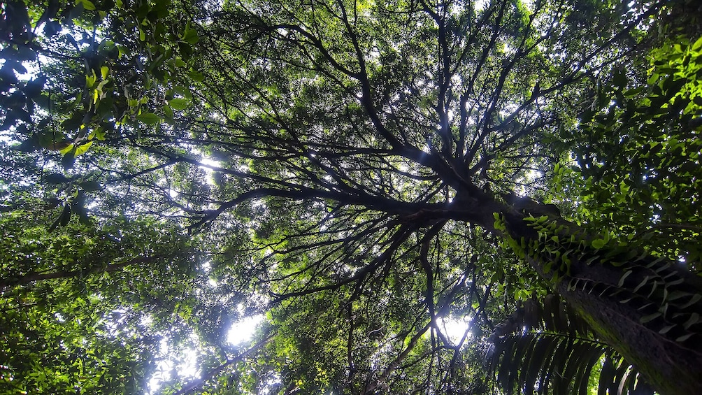 Private KL Forest Eco Park Canopy Walk + KL Tower