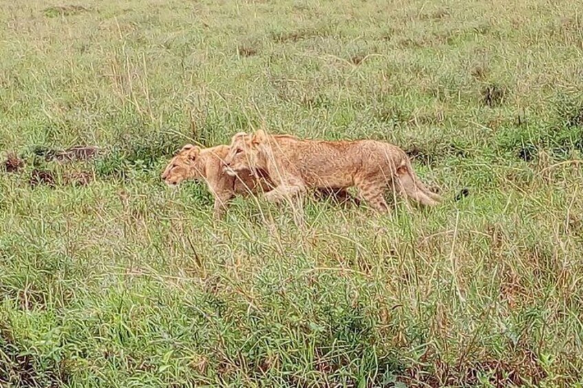 Lake Nakuru National Park; Admission Ticket