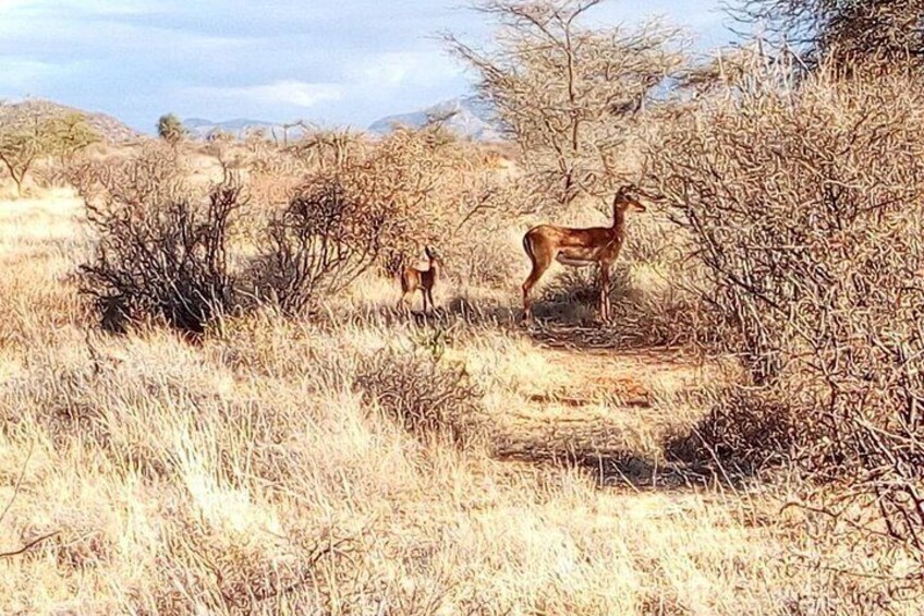 Lake Nakuru National Park; Admission Ticket