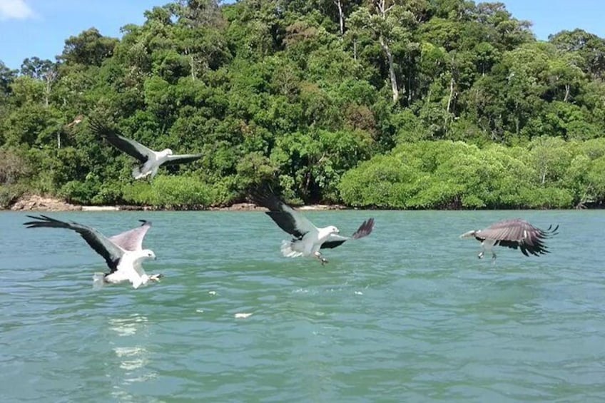 Langkawi Mangrove Kilim UNESCO Geopark and Cave Exploring Tour