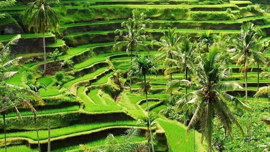 Best of Bali - Ubud Tour All-Inclusive