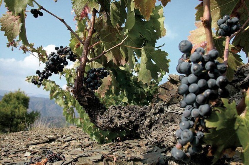 Priorat Wine region