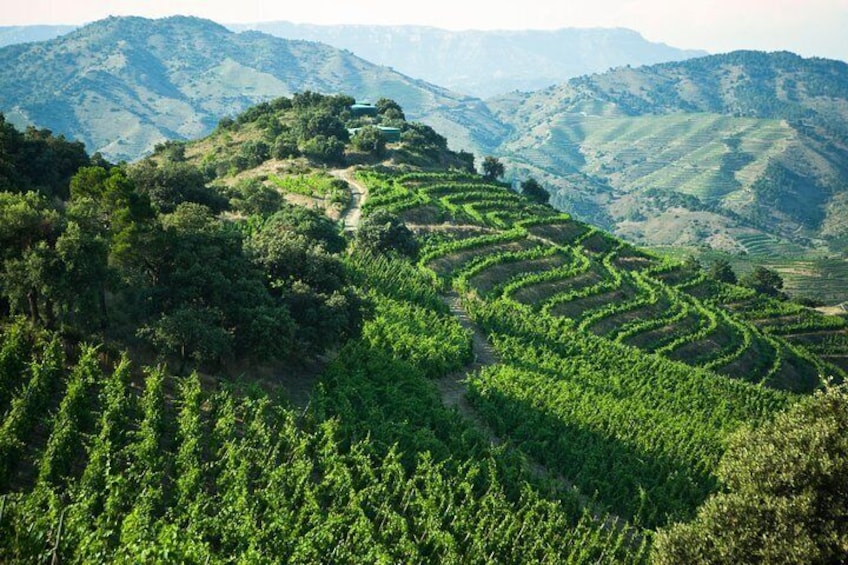 Priorat Vineyards