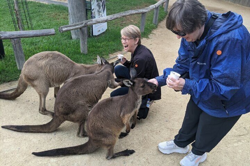 Spend time with kangaroos