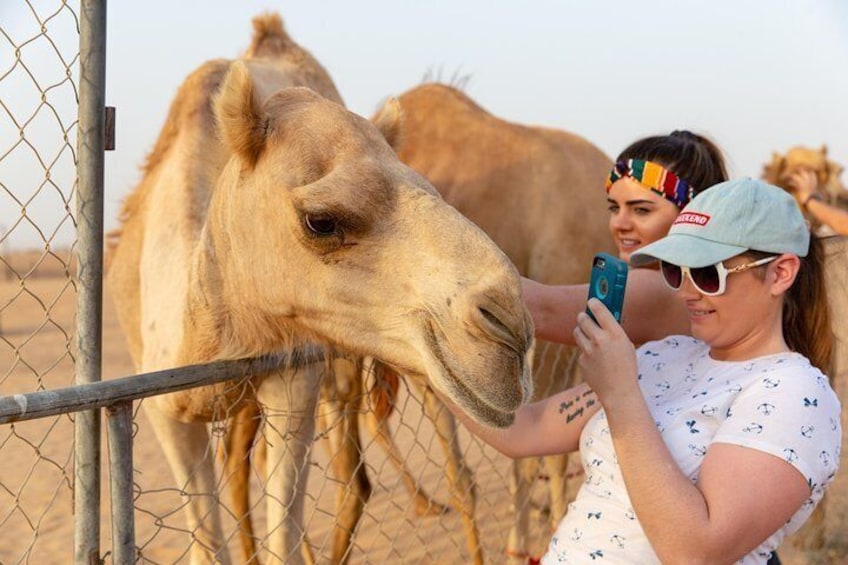 Travelers take pictures with camels.