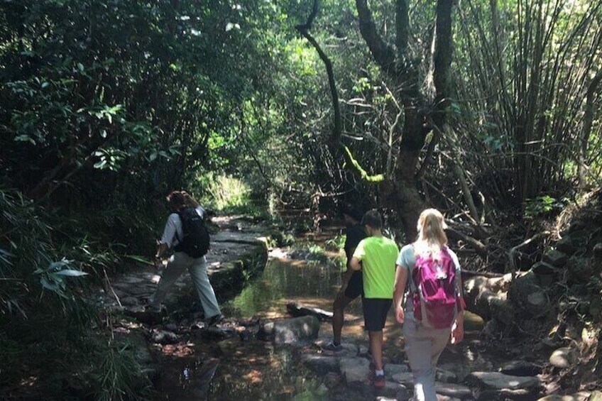 Shaded Hike