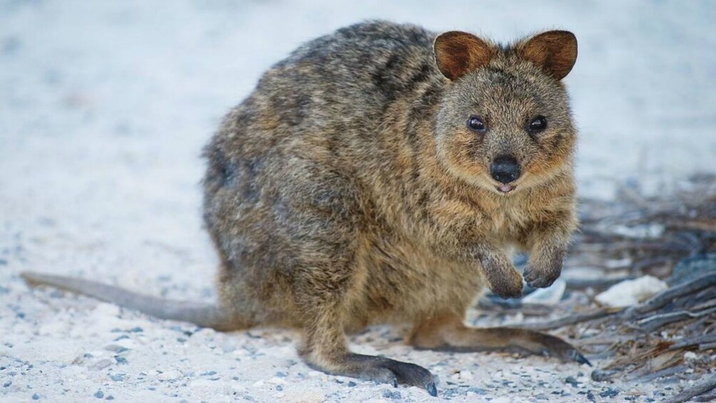 Rottnest Bayseeker Package