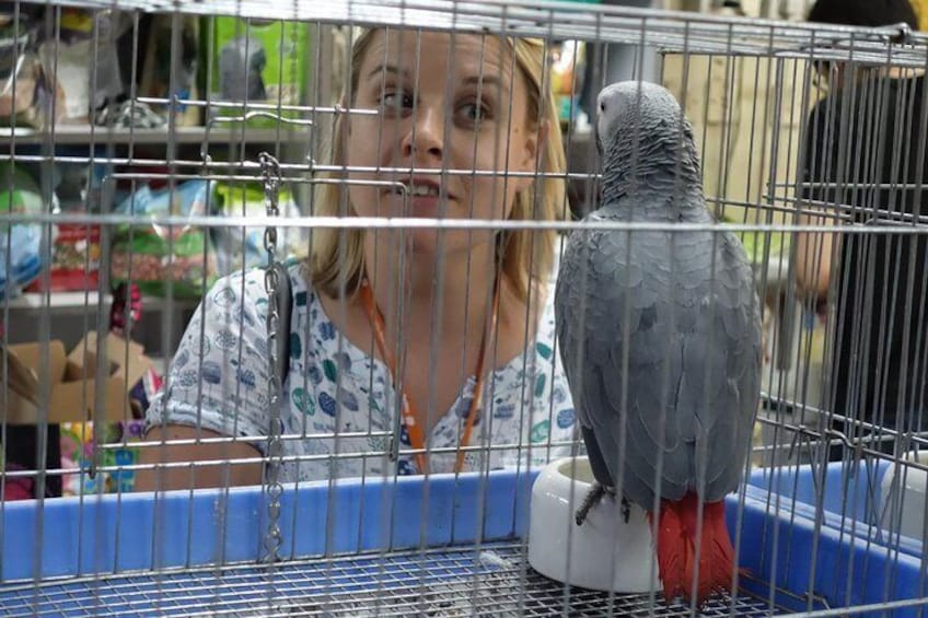 Bird Garden