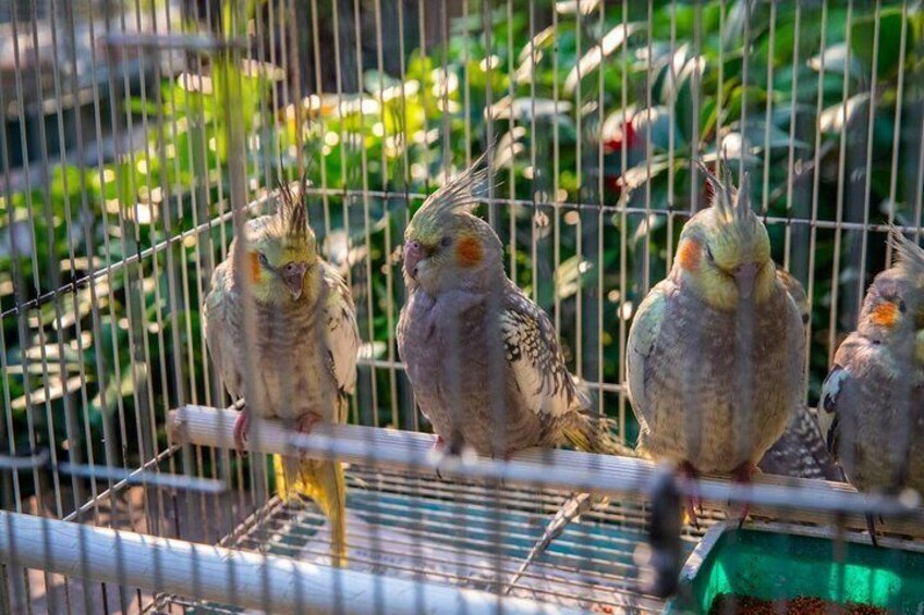 Birds sing at Bird market 