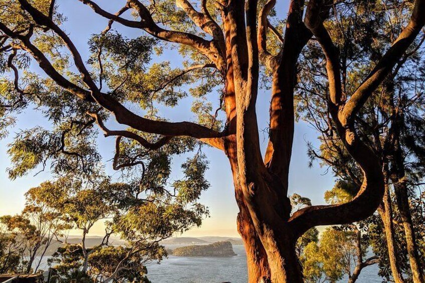 The Sydney red gum in the Ku-ring-gai National Park at West Head