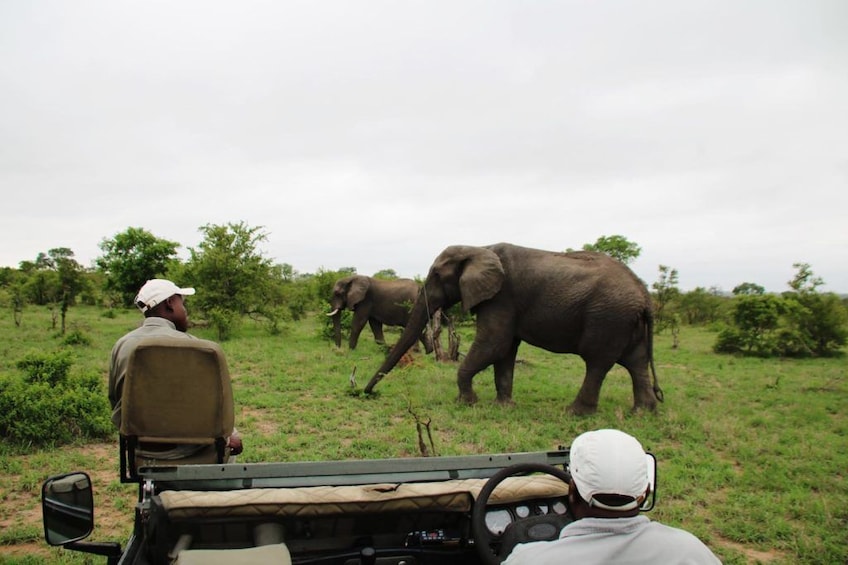Show item 1 of 9. 3 Day Kruger National Park Private Reserve Safari