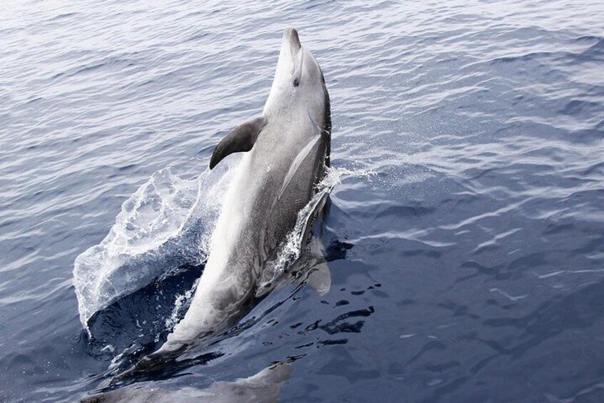 Panama City Beach Dolphin Sightseeing Sail on The Privateer Catamaran