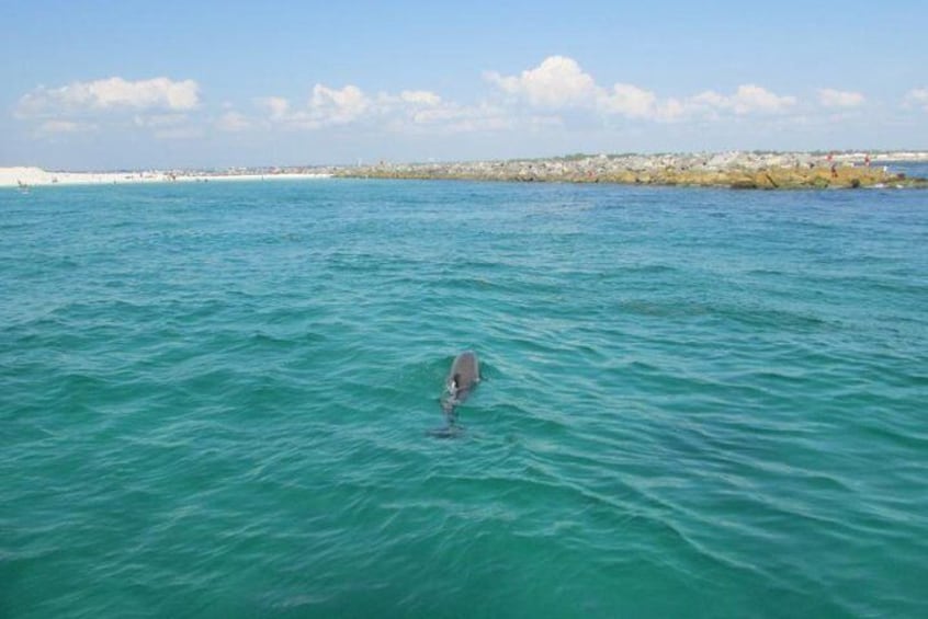 Panama City Beach Dolphin Sightseeing Sail on The Privateer Catamaran