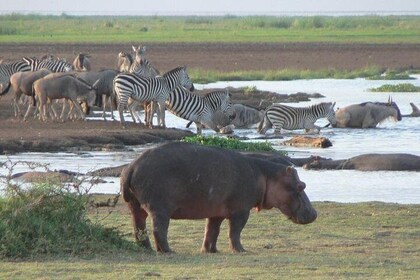 4 Day Mid-range Serengeti Safari