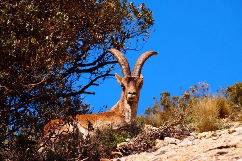 Montserrat wild goats