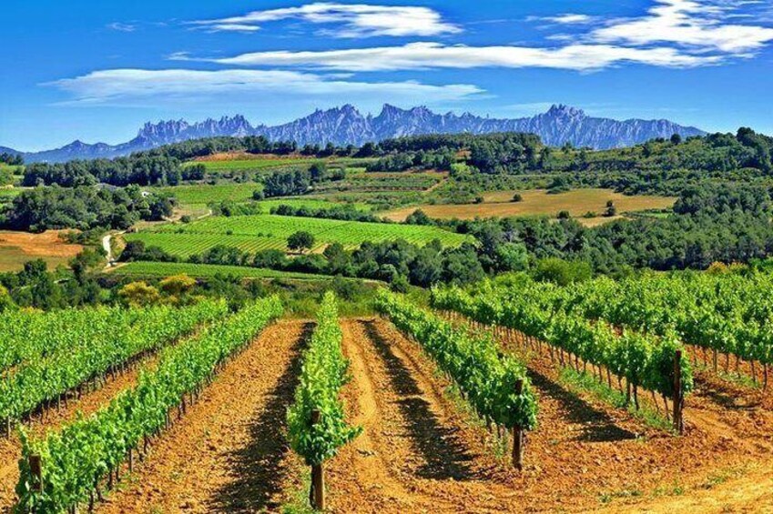 Vineyards and Montserrat