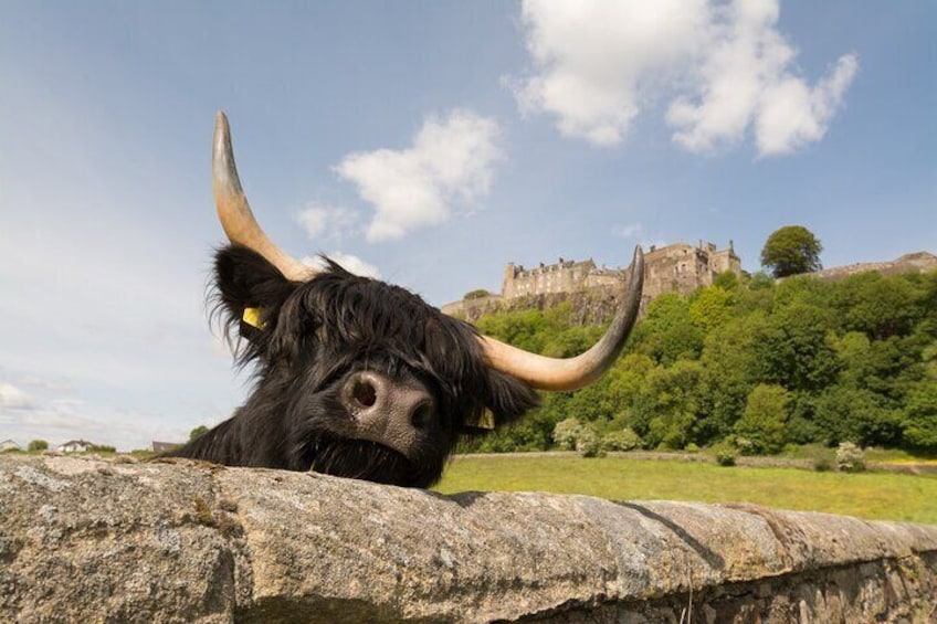 Stirling Castle and a Highland Cow
