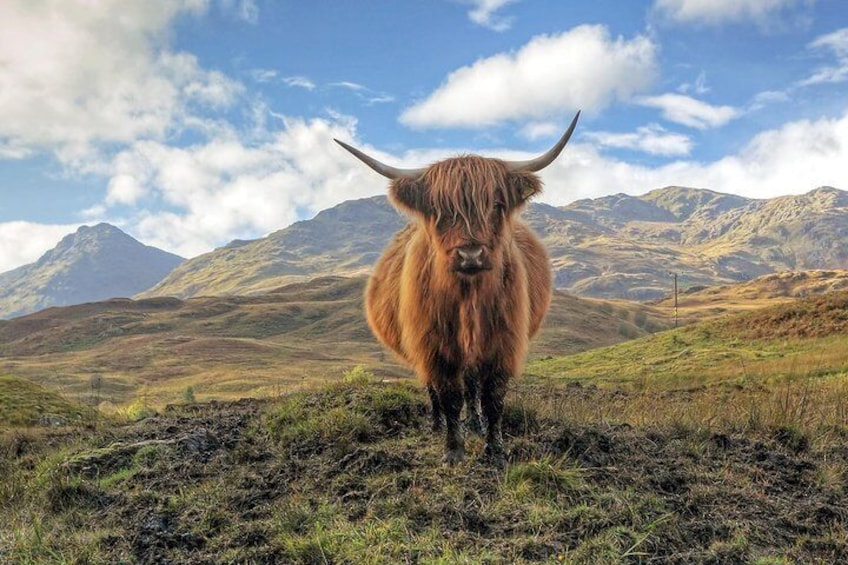 Highland Cow