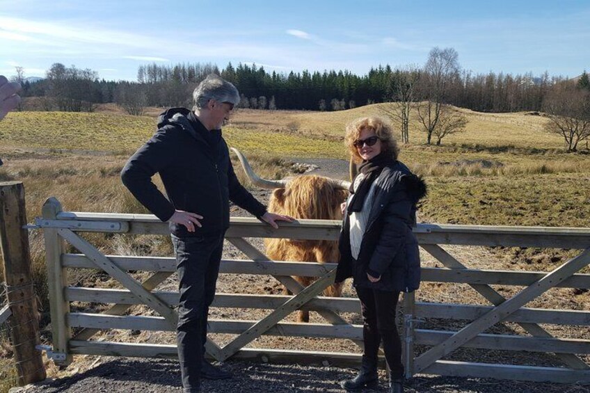 Visiting some Coos in the Highlands