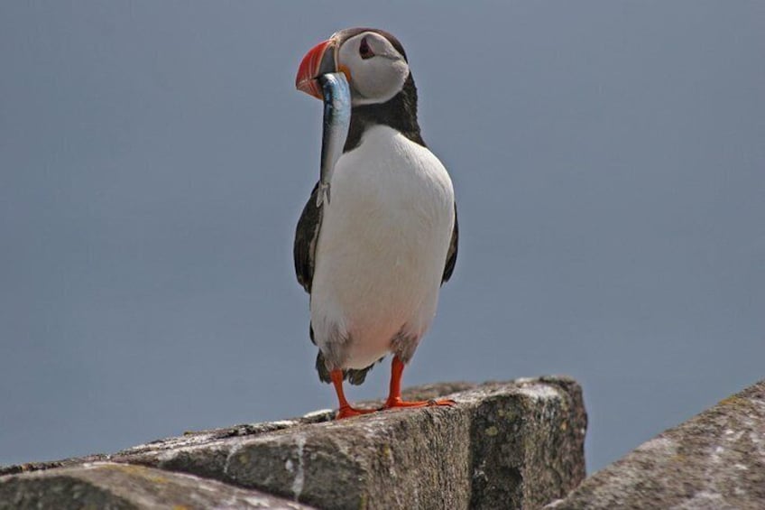 Photos of puffins